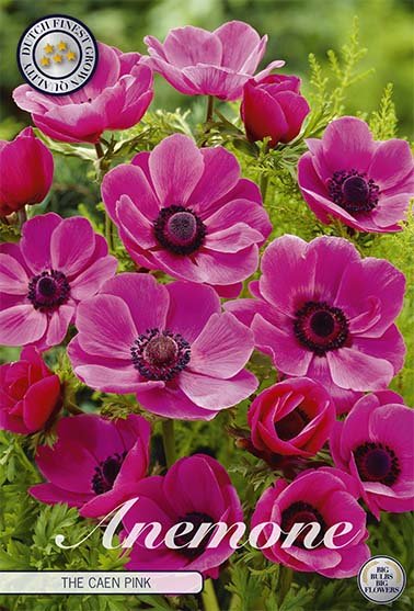 Bukettanemon-Anemone Coronaria The Caen Rose 15-pakning
